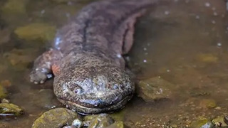 比恐龍還早1 億年的古生物--中國大鯢（俗名娃娃魚）