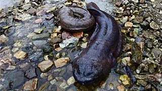 大鯢是什么？有什么用？